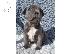 PoulaTo: Staffordshire Bull Terrier Puppies
